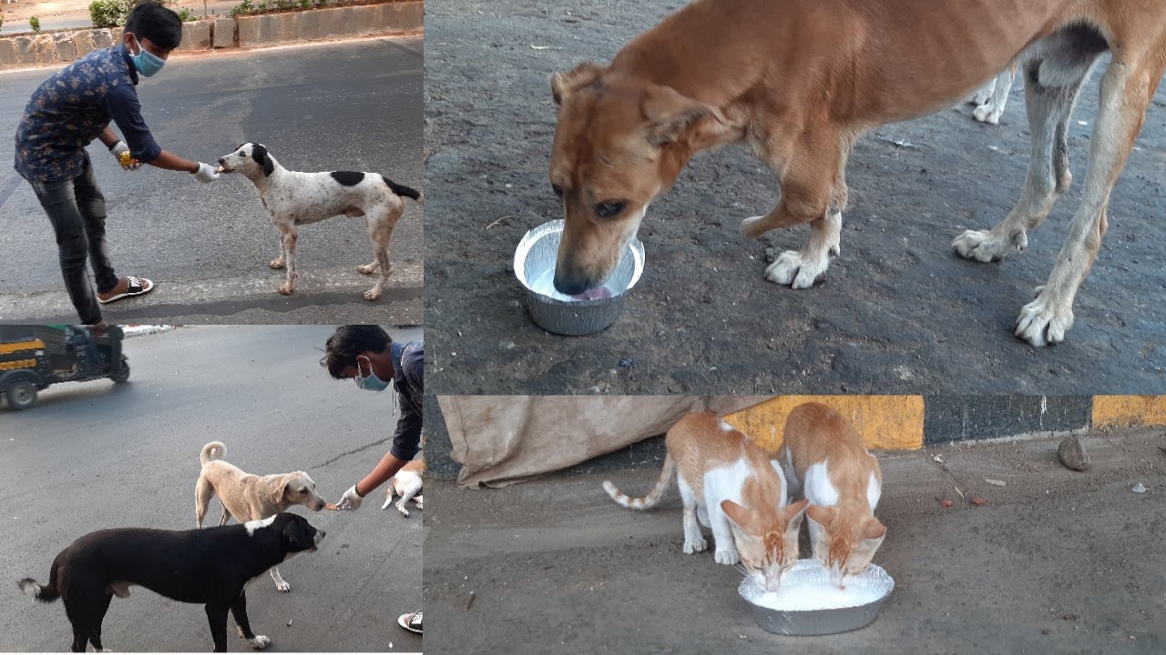 Feeding hungry street Dogs and Cats during lockdown 22 may 2020 day12