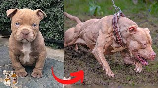 Dogs Grow Up | Cute Baby AnimalsTransformation | I'm a Big Kid | Furry Buddy by Furry Buddy 1,800,972 views 11 months ago 8 minutes, 48 seconds