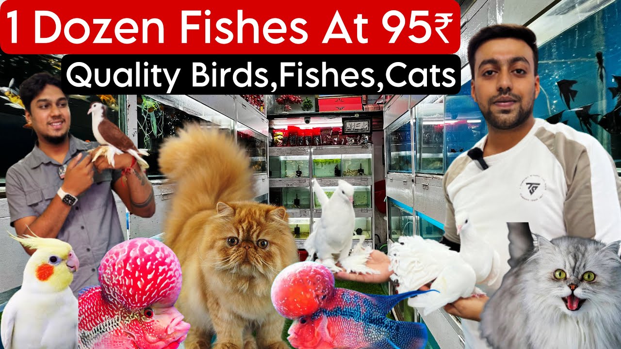 AT JUST 95 RUPEES || EXOCTIC BIRDS AND FISHES | With Price  At Cheap Price