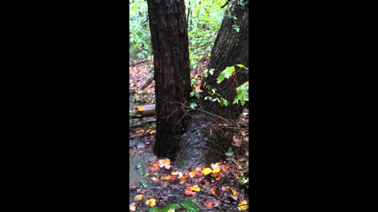 Intermittent Stream 3