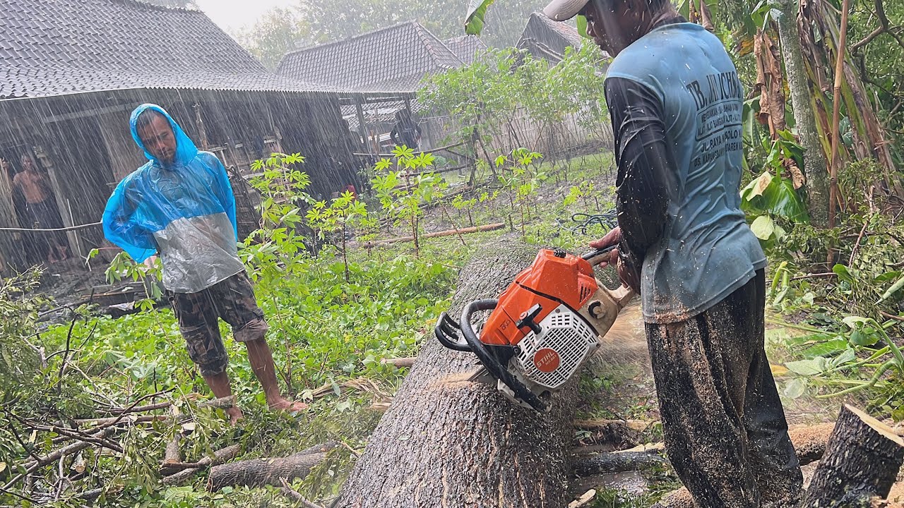 Heavy rain before falling !! Cut the tall trembesi tree in the middle ...