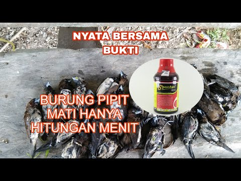 Video: Cara menghilangkan burung pipit: petua