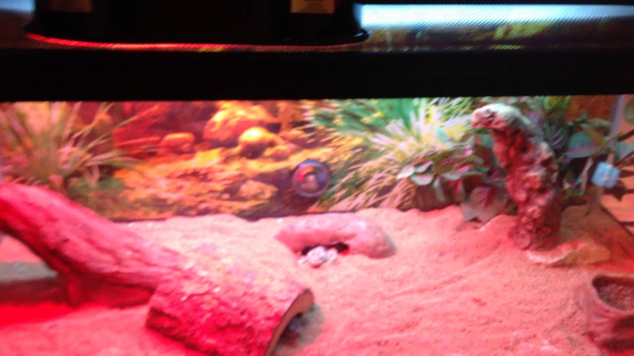 Exo terra Fluorescent bulb & Light Fixture