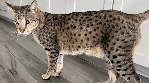Video 3570951: big f2 savannah cat, happy savannah cat, savannah cats love, cat purr, purring loudly, cat happy home