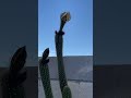 Cactus San Pedro #garden #beautiful #lifestyle #motivation  #inspiration #parati #fypシ゚viral #plants