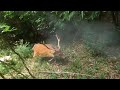 猟犬でイノシシ、シカ捕獲8（シカの突進）