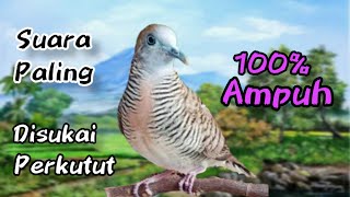 perkutut lokal gacor suara paling disukai perkutut AMPUH untuk pancingan dan pikat.