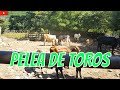 Pelea de toros dentro del establo  - El salvador en el campo