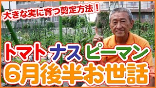 Tips for Japanese farmers to grow solanaceous vegetables in late June !