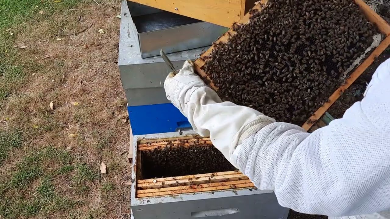 1ère introduction et 1er échec,  une cellule royale oubliée ...