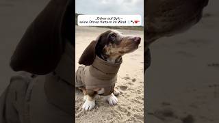 Oskar erobert Sylt @klimakönig #klimakönig