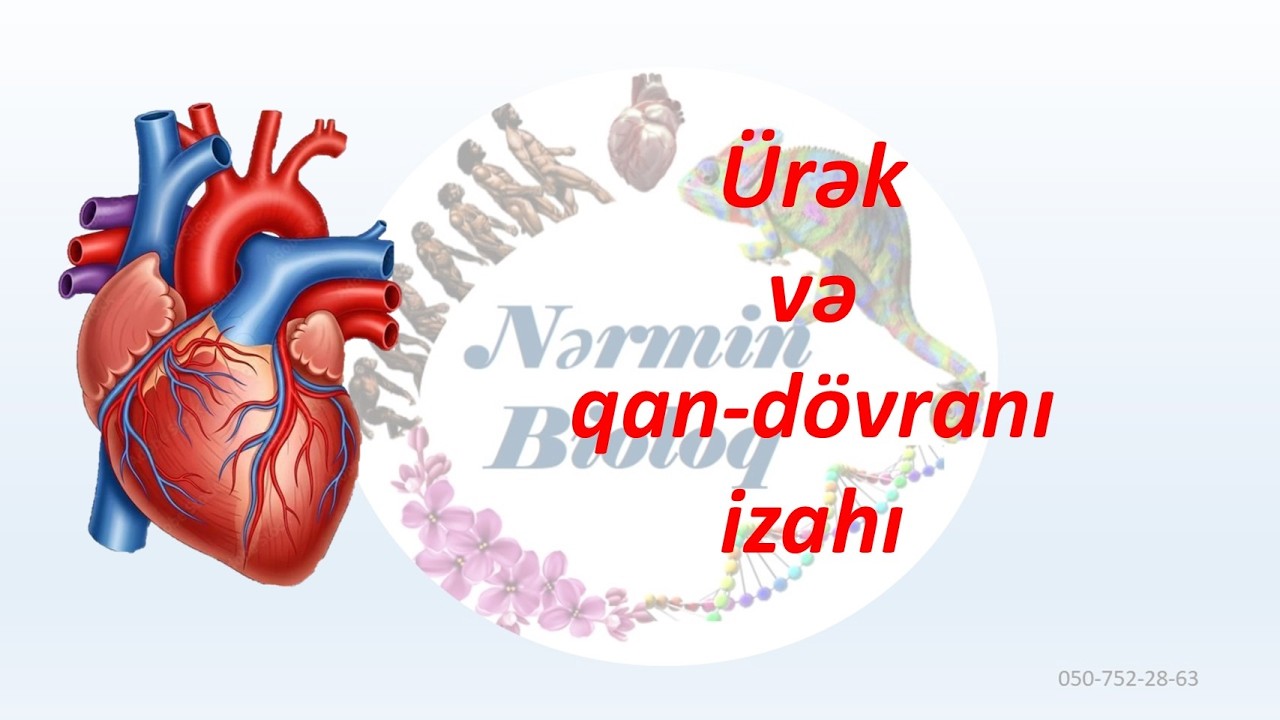 Ürək və qan-dövranı izahı. RFM və bloka  getmədən mütləq izlə.