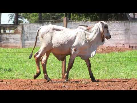 LOTE 81 • LEILÃO LIQUIDAÇÃO GIR LEITEIRO BELA VISTA • GBV 250