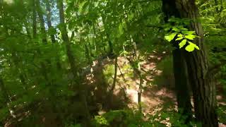 FPV Freestyle im grünen Wald