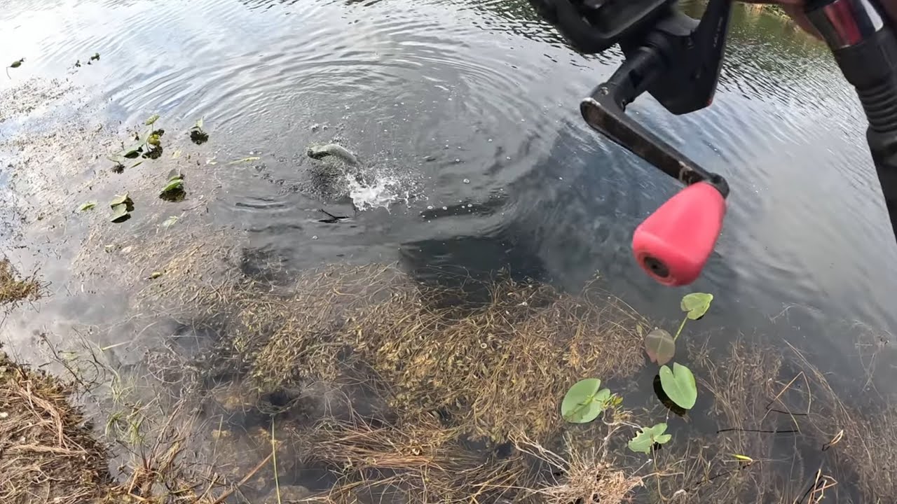 Finally Got The Everglades Bass To Bite