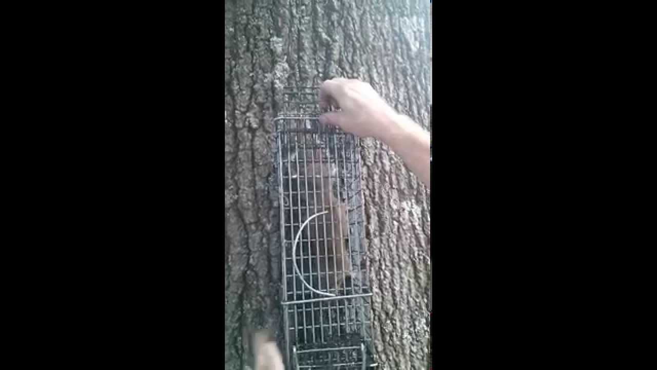Squirrel Release