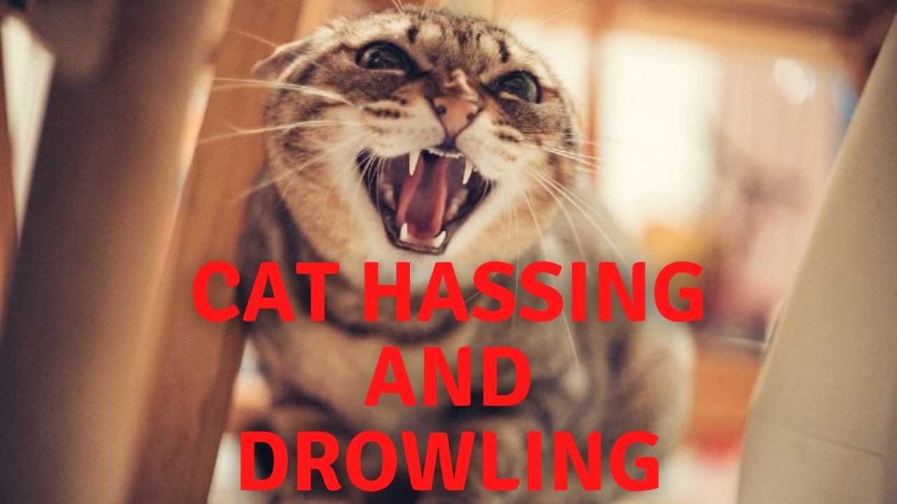 Cat Hissing and Growling Sound to get your Cat's Attention Animal