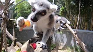 Animals Having Fun On The First Day Of Spring