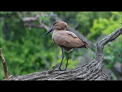 2016 12 05 15 30 P1720414 Hammerkop