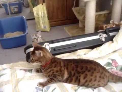 Bengal Kittens: I feel happy!