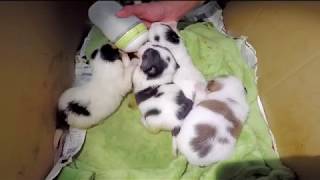 Cute Puppies - Feeding Newborn Puppies Milk - Part 2