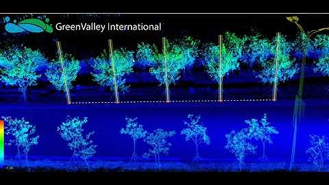 LiDAR360 MLS | Individual Tree Measurement