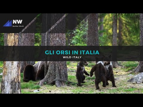 Gli orsi in Italia - Wild Italy