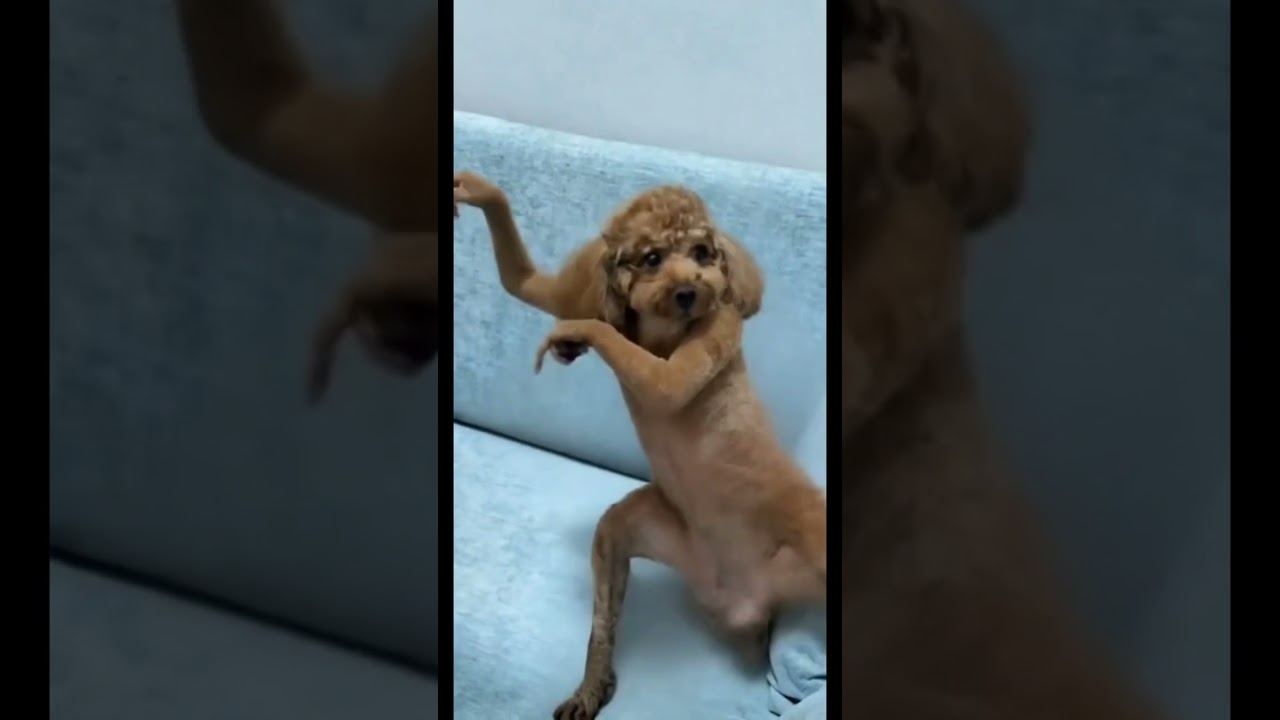 #funny #dance #memeclip #funnymemes #cat #dankememes #funnygame #comedymemes #memehub #youtubeshorts