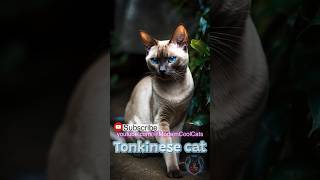 The Perfect Blend of Playfulness and Affection Tonkinese Cats