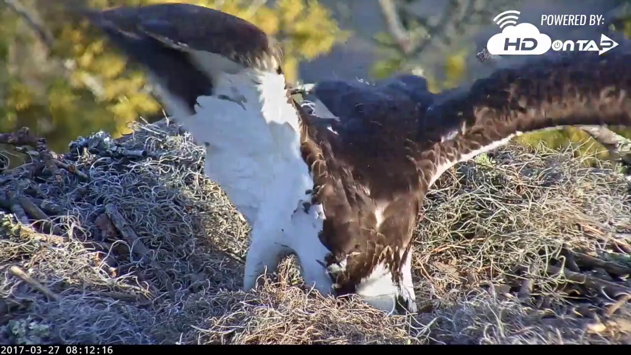 2017 Savannah Ga Osprey Lays First Egg Youtube