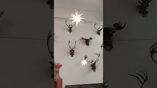 Exhibition Of Reindeer Antlers Moritzburg Castle Germany