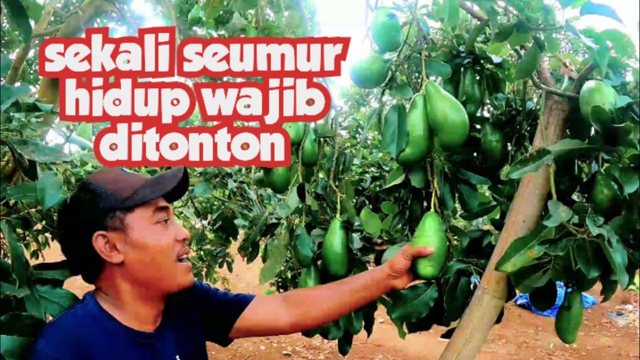SEKALI SEUMUR HIDUP WAJIB NONTON‼️Petani Alpukat