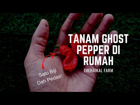 Video: Tanaman Lada Hantu - Petua Untuk Menanam Lada Hantu