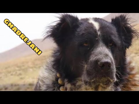 Video: Bankhar'ın İadesi: Eski Bir Moğol Çoban Köpeği İkinci Şansını Kazandı