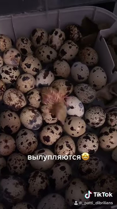 100 Перепелиных яиц!!! Мои перепелята вылупляются! - YouTube