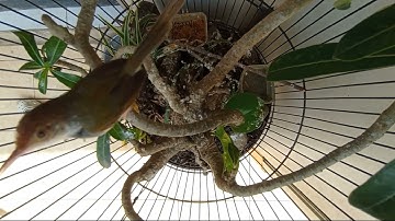 prenjak lumut dalam bonsai kamboja mini aviary