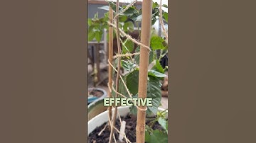 Easy DIY Trellis for Climbing Plants! 🌿✨ (Cheap & Simple) #DIY