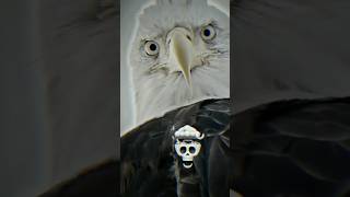 Igol Attitude Video Vairal Short Trending Video