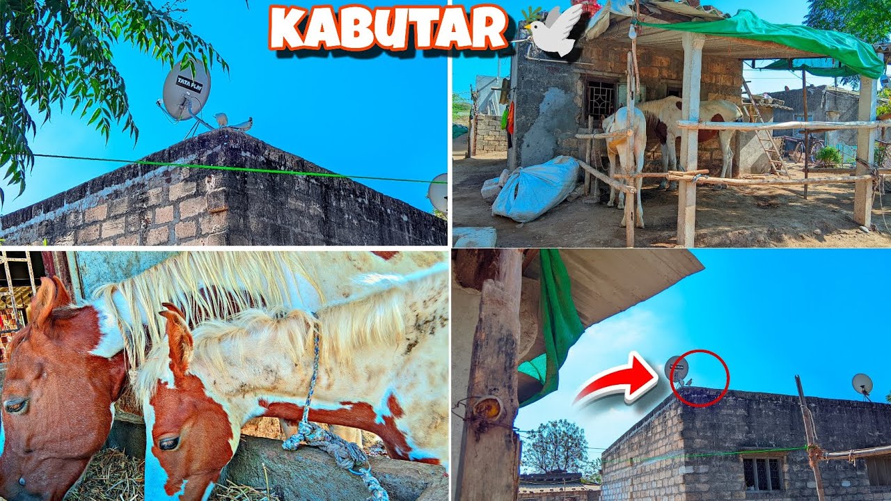 काठियावाड़ी नस्ल की सबसे खूबसूरत घोड़ी🐎🥰 ||@Dipak_parmarDhoraji