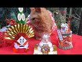 happy new year cute cat no1 なかよし茶トラ