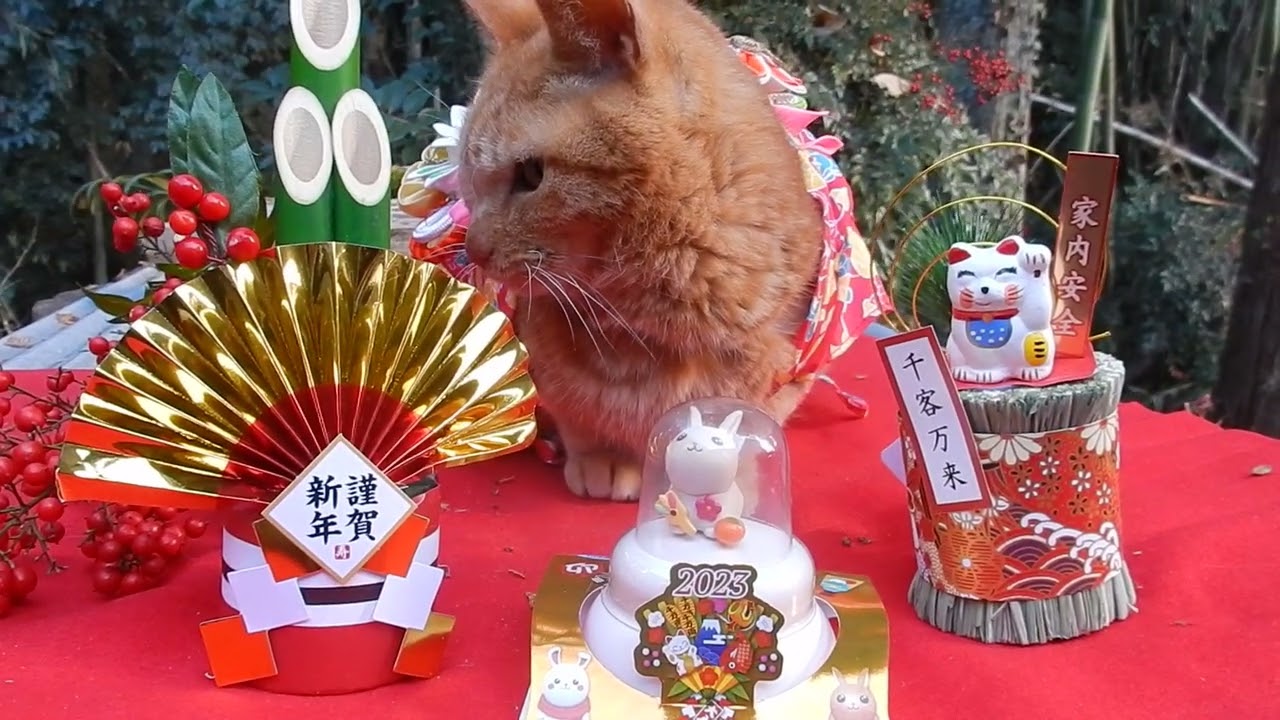 happy new year cute cat no1 なかよし茶トラ