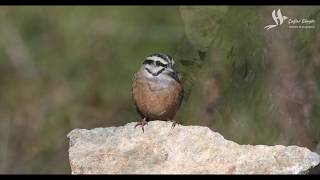 A Day In The Short Life Of A Rock Bunting - Kaya Kirazkuşunun Kısa Hayatında Bir Gün