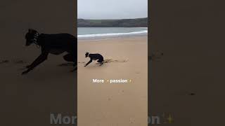 I always bring more passion to the beach! #whippet #passion