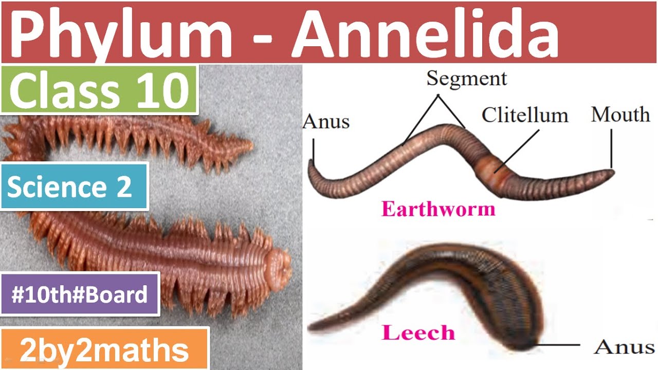 Science 2: Phylum Annelida | Animal Kingdom - YouTube