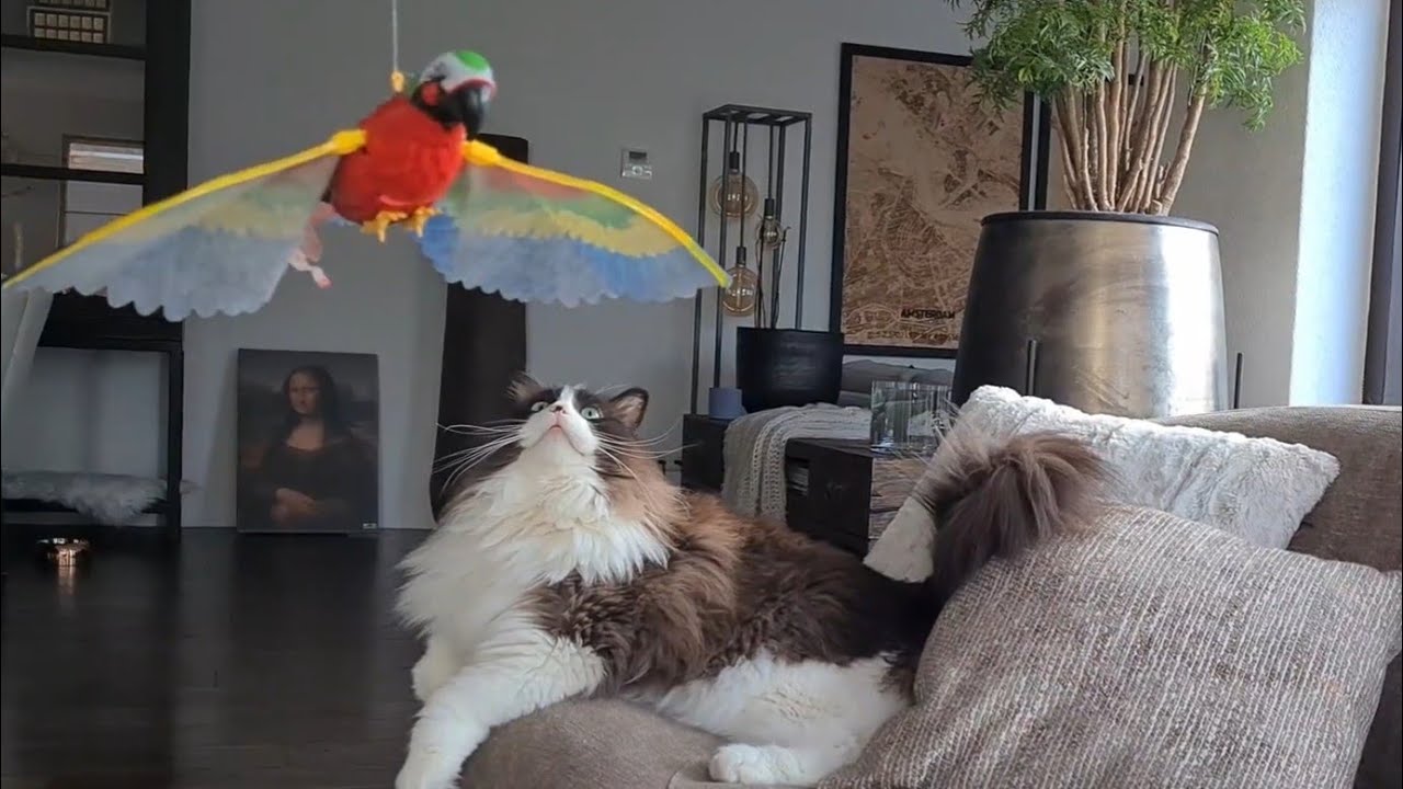 Electronic Bird Attacks Cat 😱 YouTube