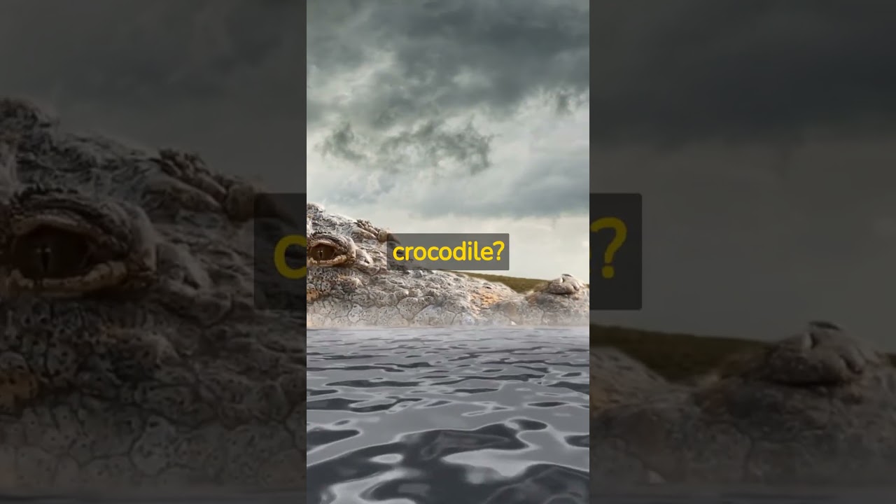 Watch Later or in a While: Spotting the Difference Between Alligators and Crocodiles #shorts on YouTube Watch Later or in a While: Spotting the Difference Between Alligators and Crocodiles #shorts on YouTube