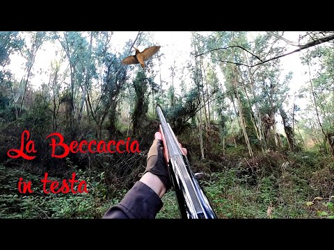 La Beccaccia in testa...Saetta nel Bosco -  Caccia alla Beccaccia - Gennaio 2024 - Caza de Becada