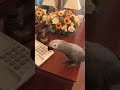 Самый крутой  попугай беседует с хозяйкой