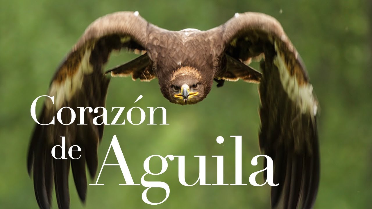 Top 38+ imagen corazon de aguila