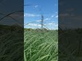 Grass blowing gently in the wind #Nature 